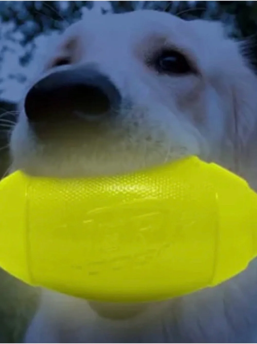 Nerf Dog™ Glow Squeak Bubble Bone, Nerf Dog Glow Football & Nerf Dog Glow Balls